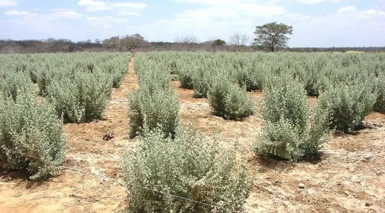 Microrganismos ajudam no cultivo de milho em solos salinos