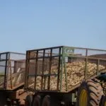 Usina Itajobi abre vagas de emprego em Marapoama: Veja como enviar currículo