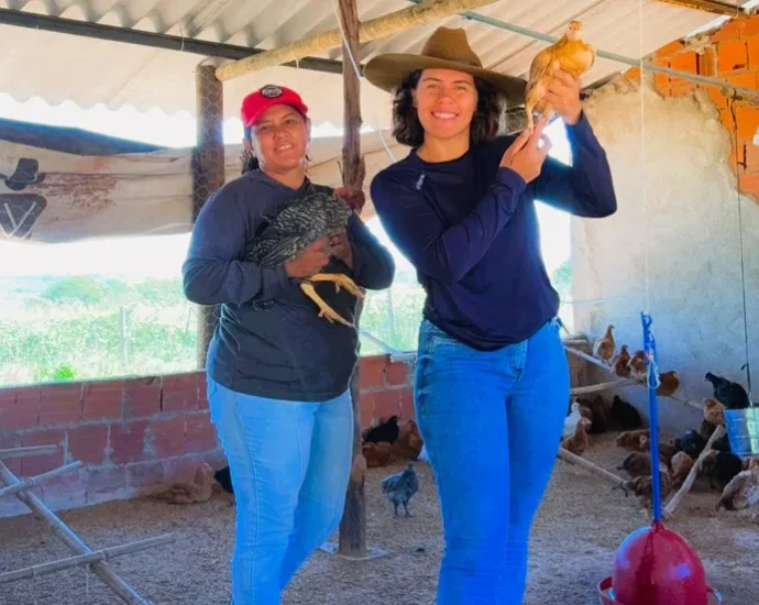 Microcrédito transforma a avicultura de agricultoras em Brazlândia