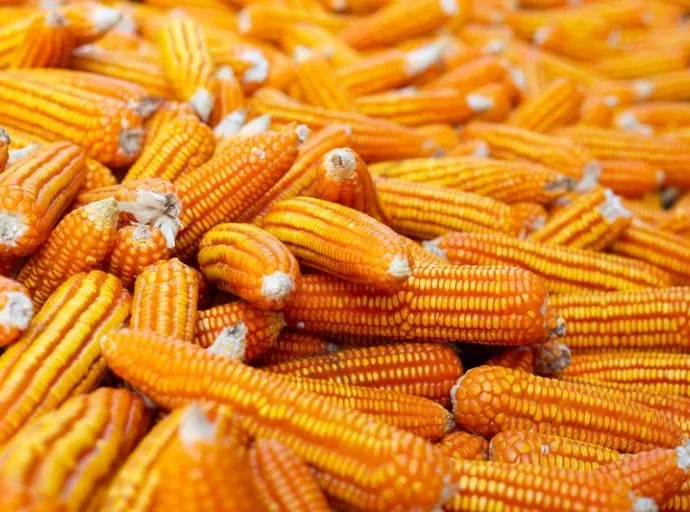 MILHO: INTEGRAÇÃO ENTRE ALIMENTO E ENERGIA NO AGRONEGÓCIO