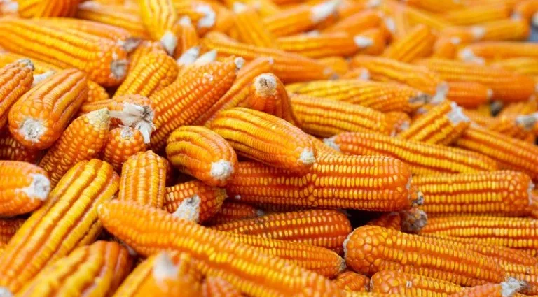 MILHO: INTEGRAÇÃO ENTRE ALIMENTO E ENERGIA NO AGRONEGÓCIO