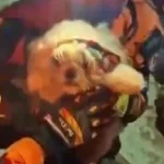 Cachorro é resgatado com vida de escombros na Venezuela após terremotos
