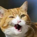 Gato se torna atração inesperada durante cena trágica de ‘Romeu e Julieta’ na Turquia