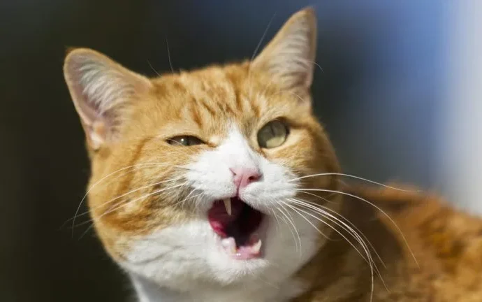 Gato se torna atração inesperada durante cena trágica de ‘Romeu e Julieta’ na Turquia