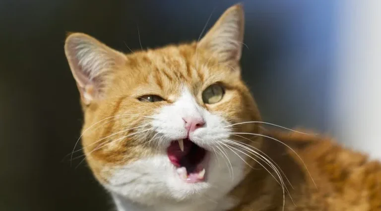 Gato se torna atração inesperada durante cena trágica de ‘Romeu e Julieta’ na Turquia