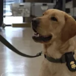 Cães policiais são formados nos EUA para atuar na segurança da Copa do Mundo
