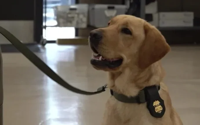 Cães policiais são formados nos EUA para atuar na segurança da Copa do Mundo