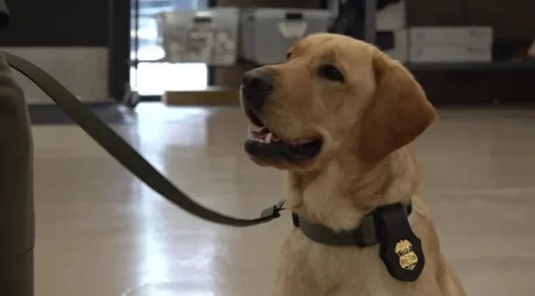 Cães policiais são formados nos EUA para atuar na segurança da Copa do Mundo