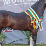 Velo Correntino se destaca em competição de cavalos em Santa Vitória do Palmar
