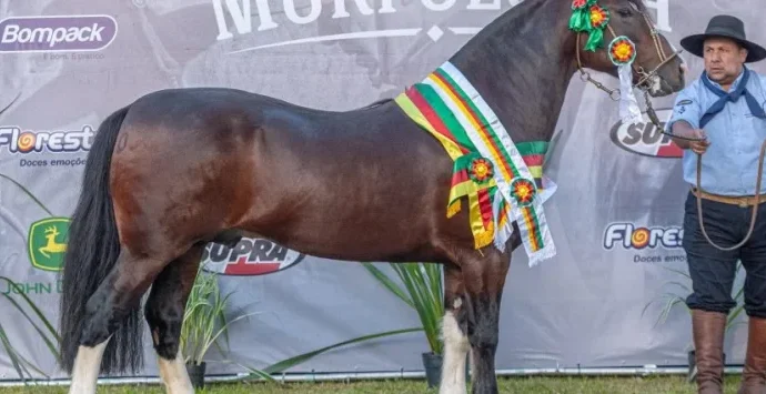 Velo Correntino se destaca em competição de cavalos em Santa Vitória do Palmar