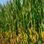 Lagarta-do-cartucho ameaça lavouras de milho com perdas significativas
