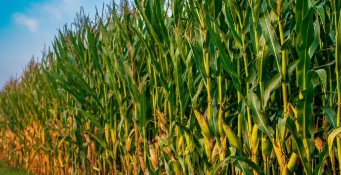 Lagarta-do-cartucho ameaça lavouras de milho com perdas significativas