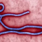 Surto de Ebola no Congo: Dimensão do problema continua indefinida