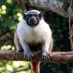 Amendoim, o macaco solitário, espera por parceira no Dia dos Namorados