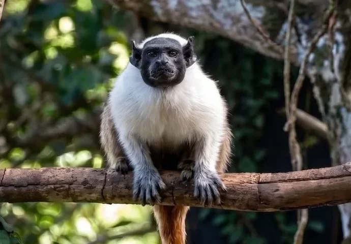 Amendoim, o macaco solitário, espera por parceira no Dia dos Namorados