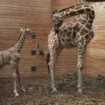 Zoológico de Copenhague celebra nascimento de filhote de girafa