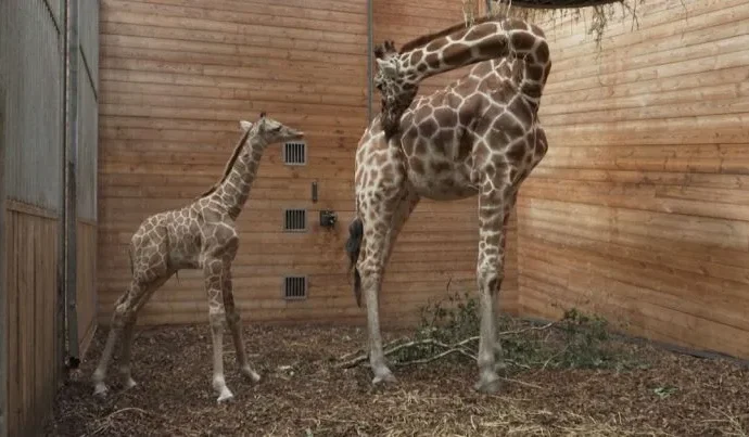Zoológico de Copenhague celebra nascimento de filhote de girafa