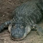 Homem é preso após criança cair em recinto de crocodilos na Inglaterra