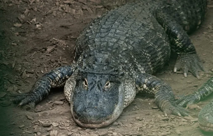 Homem é preso após criança cair em recinto de crocodilos na Inglaterra