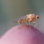 Descoberta revela espermatozoides gigantes em moscas-da-fruta