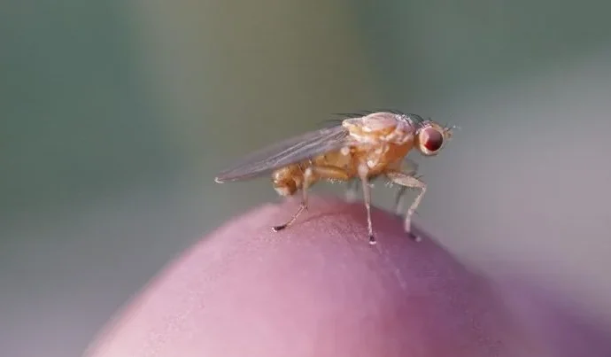 Descoberta revela espermatozoides gigantes em moscas-da-fruta