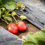 Mudanças Climáticas Transformam Produção de Hortifrútis e Impulsionam Irrigação por Gotejamento