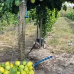 Projeto de Fruticultura Irrigada no Vão do Paranã Ganha Destaque Nacional