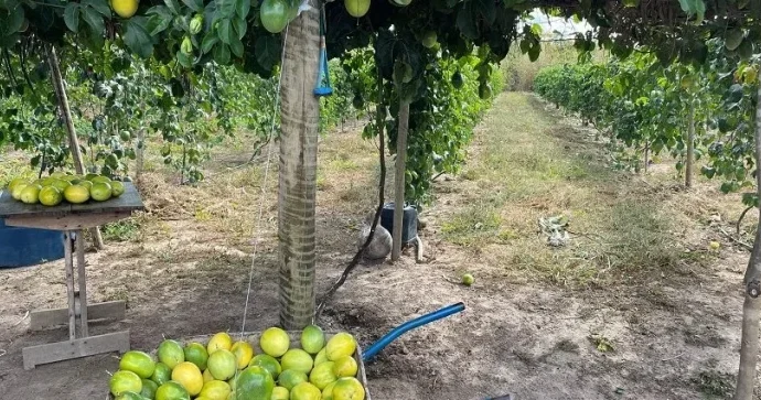 Projeto de Fruticultura Irrigada no Vão do Paranã Ganha Destaque Nacional Projeto de Fruticultura Irrigada no Vão do Paranã Ganha Destaque Nacional