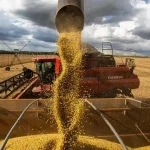 Queda de Preços do Óleo de Soja Acompanha Safra Recorde no Brasil