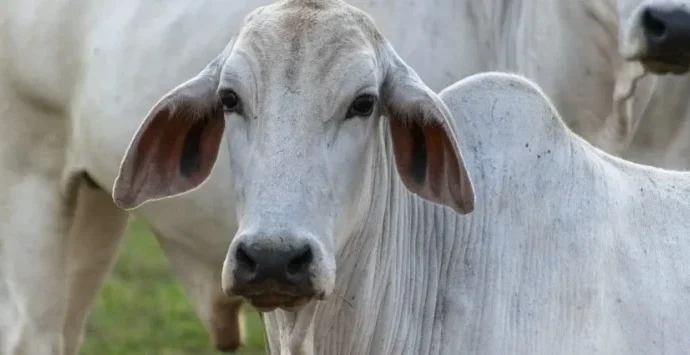 Reinserção de Pecuaristas: Um Caminho para a Sustentabilidade da Pecuária no Brasil