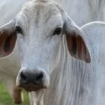 Análise de Mídia: Destaques do Congresso e do Setor Agropecuário entre 22 e 25 de Junho de 2026