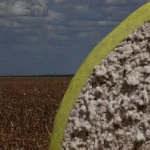 Exportações de Algodão da Bahia Registram Crescimento de 1.350% em Três Safras