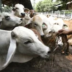 Ministério da Agricultura discute protocolo de transição com a União Europeia