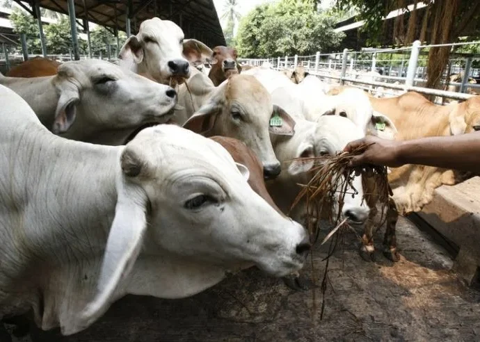 Ministério da Agricultura discute protocolo de transição com a União Europeia