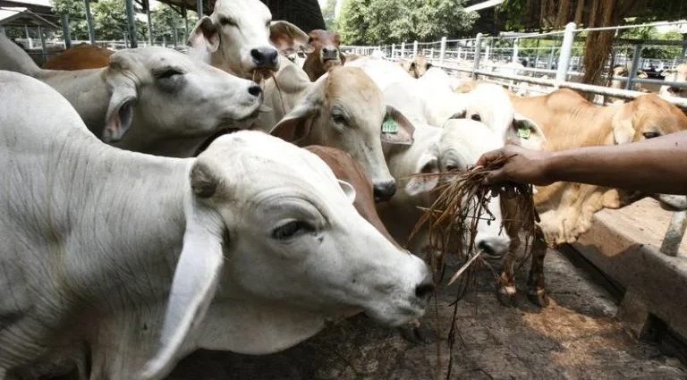 Ministério da Agricultura discute protocolo de transição com a União Europeia