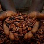 Cacau encerra semana em alta na Bolsa de Nova York, mas mercado se preocupa com oferta crescente