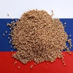Argus Aumenta Expectativa para Safra de Trigo na Rússia em 2026/27