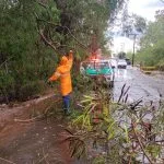TEMPORAL EM ANDRADINA CAUSA DANOS E QUEDA DE ÁRVORES