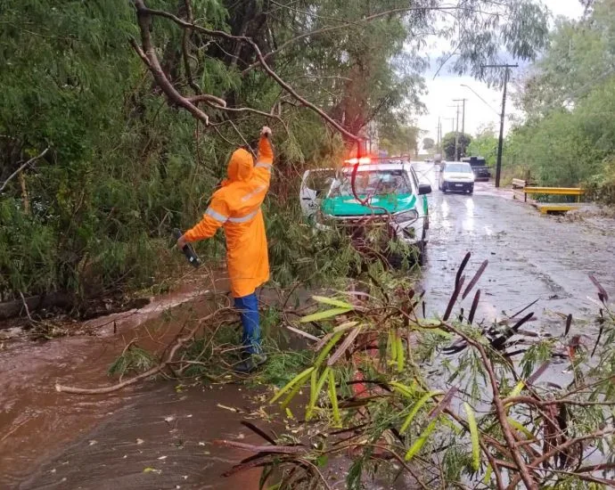 TEMPORAL EM ANDRADINA CAUSA DANOS E QUEDA DE ÁRVORES TEMPORAL EM ANDRADINA CAUSA DANOS E QUEDA DE ÁRVORES