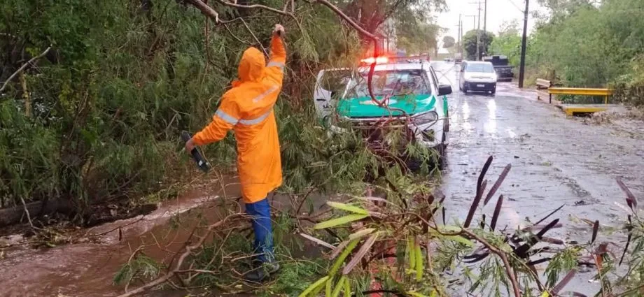 TEMPORAL EM ANDRADINA CAUSA DANOS E QUEDA DE ÁRVORES