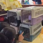 McDonald’s se transforma em hospital veterinário após terremotos na Venezuela