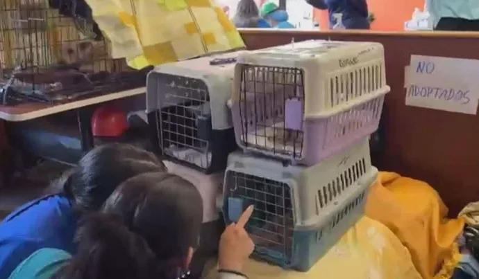 McDonald’s se transforma em hospital veterinário após terremotos na Venezuela McDonald’s se transforma em hospital veterinário após terremotos na Venezuela