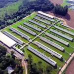 BNDES aprova financiamento de R$ 72,5 milhões para granja de suinocultura em Santa Catarina