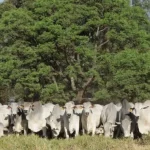 28º Megaleilão da Agro-Pecuária CFM terá 600 touros Nelore à venda
