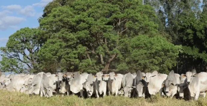 Frente Parlamentar da Agropecuária discute medidas para o setor rural