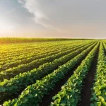 Destaques da Mídia Agrícola e Política de 29 e 30 de Junho de 2026