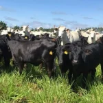 Pecuaristas brasileiros se posicionam contra exigências da União Europeia sobre antimicrobianos