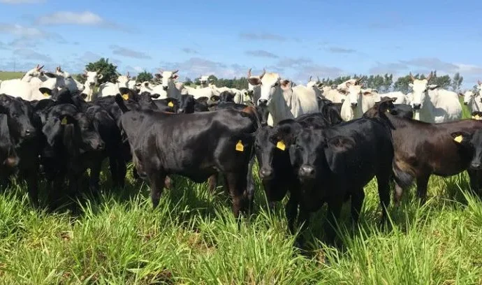 Pecuaristas brasileiros se posicionam contra exigências da União Europeia sobre antimicrobianos Pecuaristas brasileiros se posicionam contra exigências da União Europeia sobre antimicrobianos