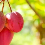 Exportações brasileiras de frutas: rastreabilidade se torna essencial para o mercado internacional