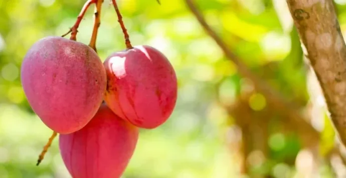 Exportações brasileiras de frutas: rastreabilidade se torna essencial para o mercado internacional Exportações brasileiras de frutas: rastreabilidade se torna essencial para o mercado internacional